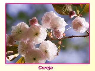 Cereja 