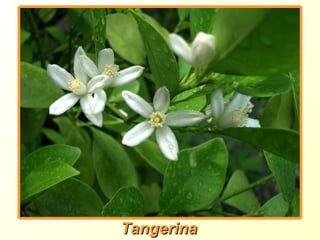 Tangerina 