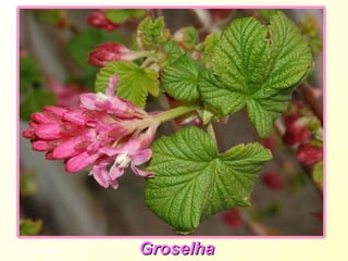 Groseillier Groselha 
