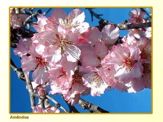 Amêndoa 