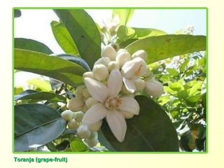 Toranja (grape-fruit) 