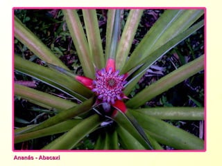 Ananás - Abacaxi 