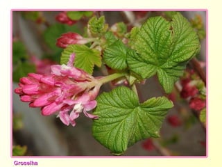 Groseillier Groselha 