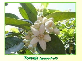 Toranja  (grape-fruit) 