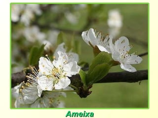 Ameixa 
