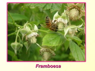 Framboesa 