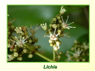 Lichia 