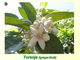 Toranja (grape-fruit)