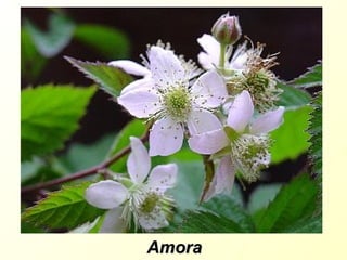 Amora