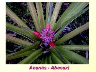 Ananás - Abacaxi