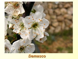 Damasco