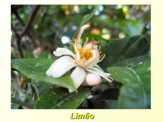 Limão