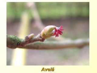 Avelã