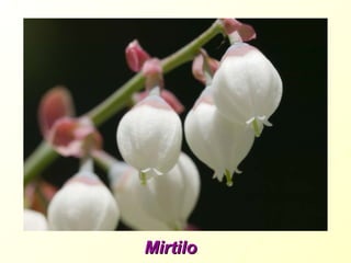 Mirtilo