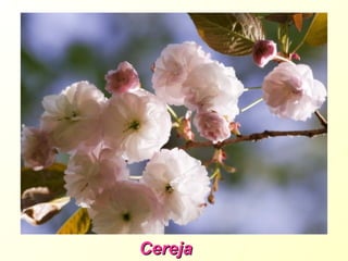 Cereja
