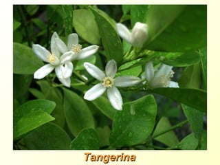 Tangerina