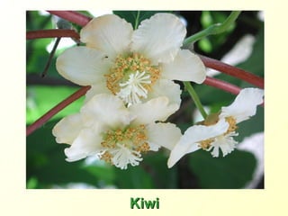 Kiwi