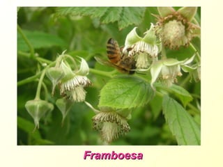 Framboesa