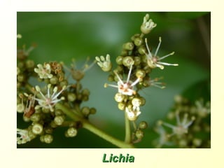 Lichia