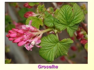 Groseillier Groselha