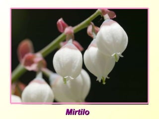 Mirtilo 