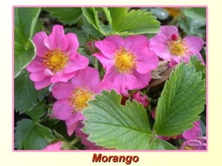 Morango 