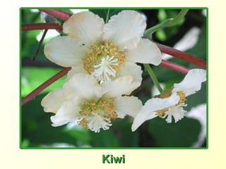 Kiwi 