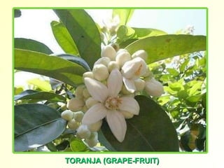 TORANJA (GRAPE-FRUIT) 