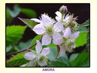 AMORA 