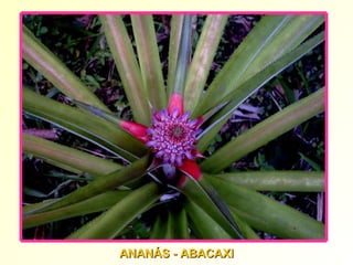 ANANÁS - ABACAXI 