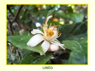 LIMÃO 