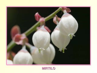 MIRTILO 