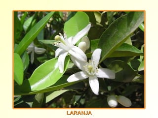 LARANJA 