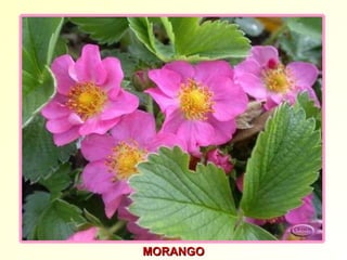 MORANGO 
