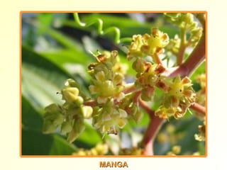 MANGA 