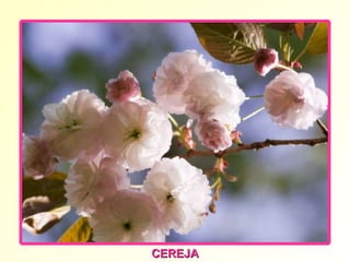 CEREJA 