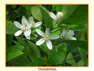 TANGERINA 