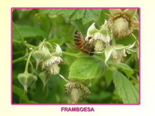 FRAMBOESA 