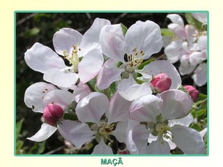 MAÇÃ 