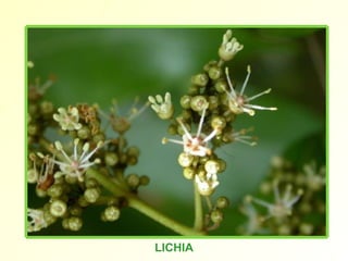 LICHIA 