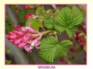 Groseillier GROSELHA 