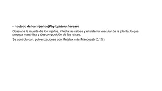 • tostado de los injertos(Phytophtora heveae)
Ocasiona la muerte de los injertos, infecta las raíces y el sistema vascular de la planta, lo que
provoca marchitez y descomposición de las raíces.
Se controla con: pulverizaciones con Metalax más Mancozeb (0,1%).
 