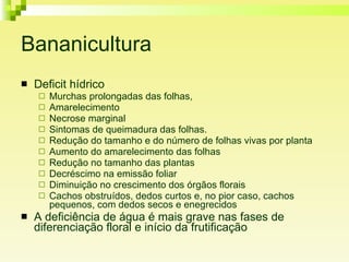 Bananicultura Deficit hídrico Murchas prolongadas das folhas,  Amarelecimento Necrose marginal Sintomas de queimadura das folhas.  Redução do tamanho e do número de folhas vivas por planta Aumento do amarelecimento das folhas Redução no tamanho das plantas Decréscimo na emissão foliar Diminuição no crescimento dos órgãos florais Cachos obstruídos, dedos curtos e, no pior caso, cachos pequenos, com dedos secos e enegrecidos  A deficiência de água é mais grave nas fases de diferenciação floral e início da frutificação  