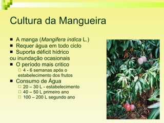 Cultura da Mangueira A manga ( Mangifera indica  L.) Requer água em todo ciclo Suporta déficit hídrico  ou inundação ocasionais O período mais critico 4 - 6 semanas após o  estabelecimento dos frutos Consumo de Água  20 – 30 L - estabelecimento  40 – 50 L primeiro ano 100 – 200 L segundo ano 