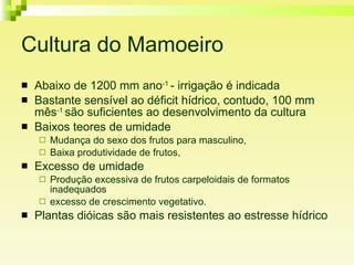 Cultura do Mamoeiro Abaixo de 1200 mm ano -1  - irrigação é indicada Bastante sensível ao déficit hídrico, contudo, 100 mm mês -1  são suficientes ao desenvolvimento da cultura Baixos teores de umidade  Mudança do sexo dos frutos para masculino, Baixa produtividade de frutos,  Excesso de umidade  Produção excessiva de frutos carpeloidais de formatos inadequados  excesso de crescimento vegetativo.  Plantas dióicas são mais resistentes ao estresse hídrico 