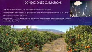 CONDICIONES CLIMATICAS
• Latitud 36 ºC latitud norte y sur, con condiciones climáticas tropicales
• Temperatura No debe ser baja, ya que afectaría el desarrollo del cultivo, es decir 13 ºC y 30 ºC
• Alturas superiores a los 500 msnm
• Precipitación 1200 - 1500 mm/año bien distribuidos durante el año, son suficientes para cubrir las
necesidades del cultivo
 