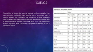 SUELOS
• Este cultivo se desarrolla bien de textura arcillosa, pesados con
buen drenaje, profundos para que las raíces se anclen bien y
puedan extraer las cantidades de nutrientes y agua necesaria
para su desarrollo, mientras más delgado sea el suelo menor será
el desarrollo de los arboles; con un PH de 5, 5 - 7, con abundante
materia orgánica, este cultivo es susceptible al exceso de cal y
cloruro de sódico.
 