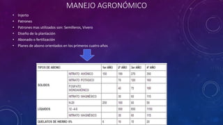 MANEJO AGRONÓMICO
• Injerto
• Patrones
• Patrones mas utilizados son: Semilleros, Vivero
• Diseño de la plantación
• Abonado o fertilización
• Planes de abono orientados en los primeros cuatro años
 