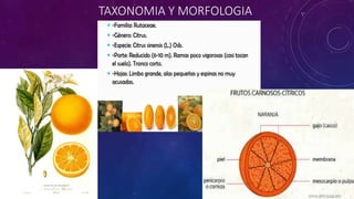 TAXONOMIA Y MORFOLOGIA
 