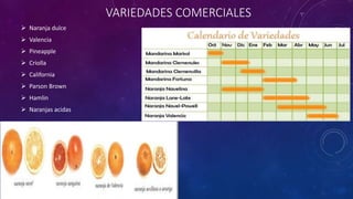 VARIEDADES COMERCIALES
 Naranja dulce
 Valencia
 Pineapple
 Criolla
 California
 Parson Brown
 Hamlin
 Naranjas acidas
 
